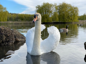 Portrait of a swan on a lake