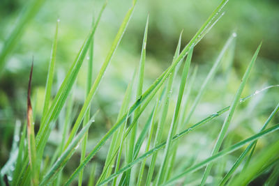 Close-up of grass growing on field