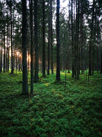 Trees growing in forest