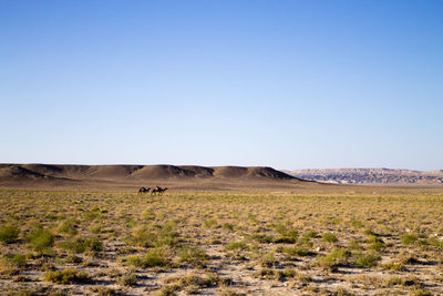 Scenic view of field against clear sky