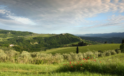 Scenic view of field against sky