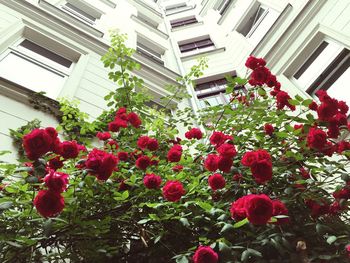 Low angle view of flowers in building