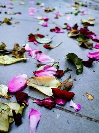 High angle view of pink roses on plant