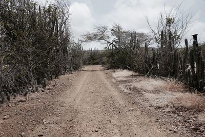 Road amidst bare trees on field against sky