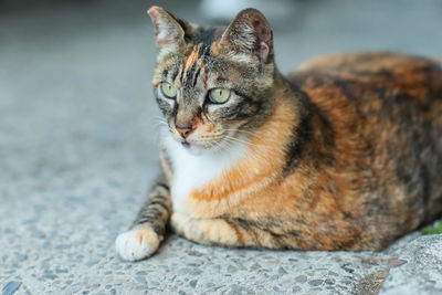 Close-up portrait of a cat looking away