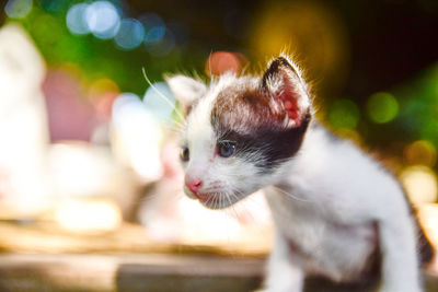Portrait of a brown white tabby kitten, cute pets, furry.