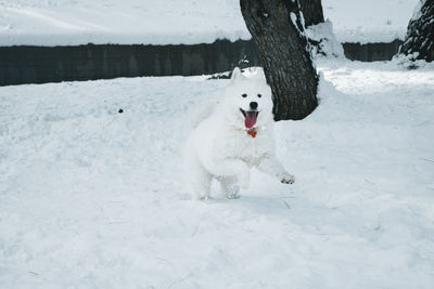 Snowhite samoyed