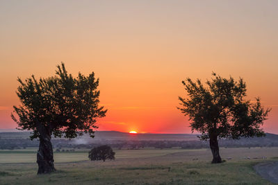 Tree on field against sky during sunset