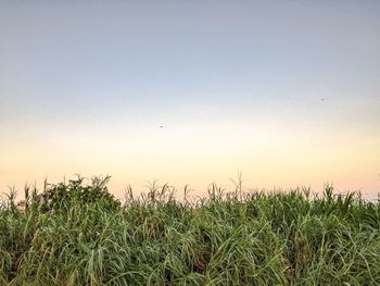 Bird on field against clear sky at sunset