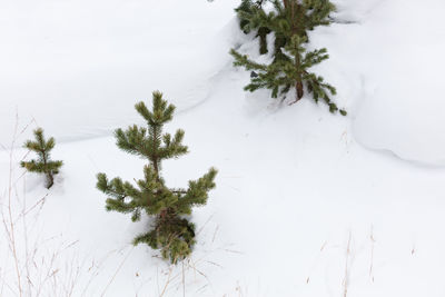Pine tree against sky during winter