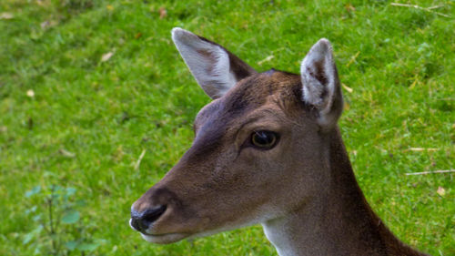 Close-up of horse on field