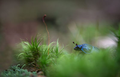 Close-up of black beetle on plant