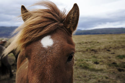 Close-up of horse standing on field