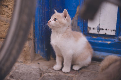 Kitten sitting in a cat looking away