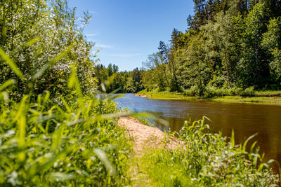 Scenic view of lake in forest against sky