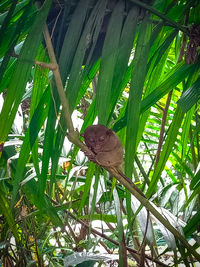 Butterfly on leaves