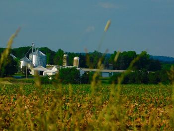 Scenic view of field against clear sky