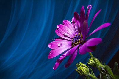 Close-up of wet osteospermum blooming against blue background