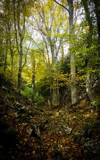 Trees in forest during autumn