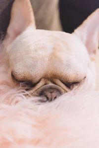 Close-up of dog sleeping