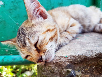 Close-up of a cat drinking water