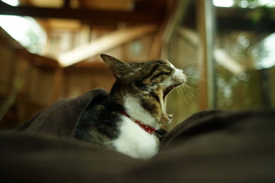 Portrait of brown tabby cat in woody room