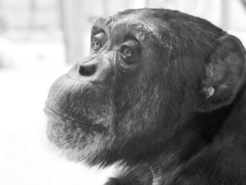 Close-up of face looking away in zoo