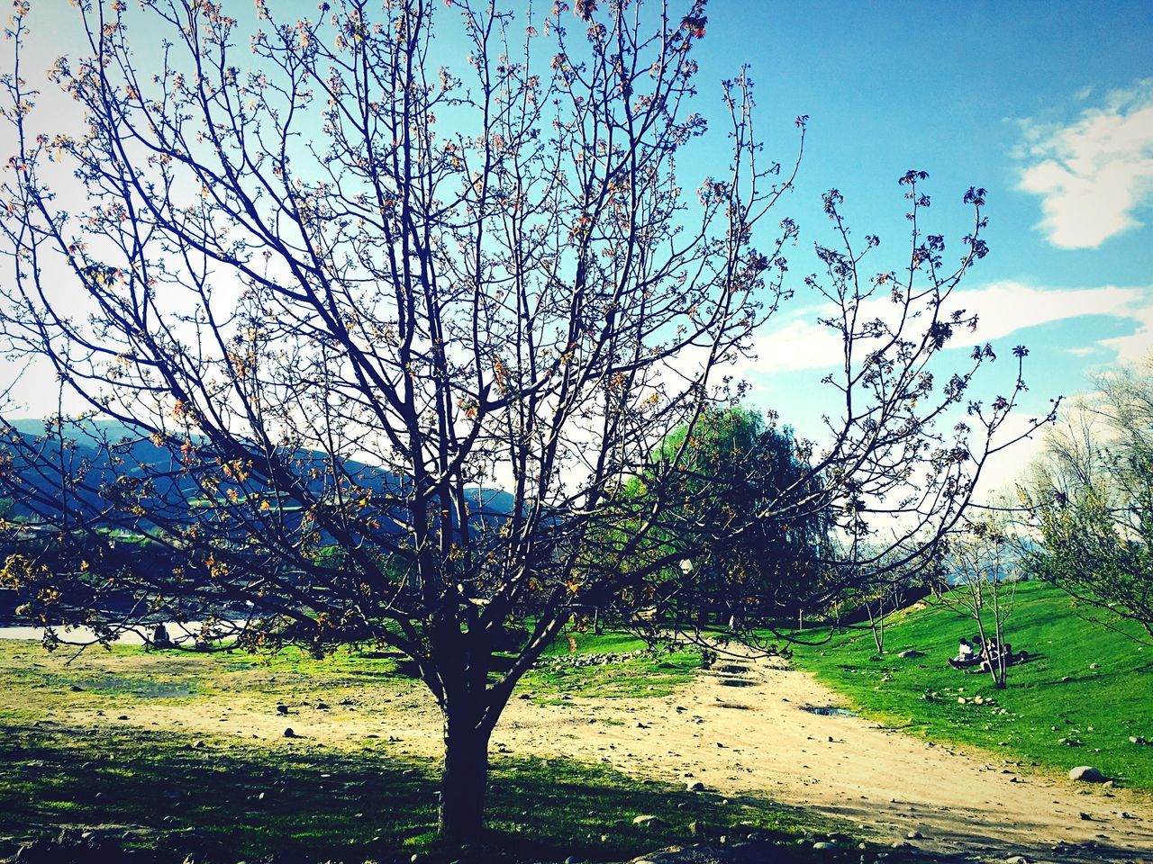 tree, grass, branch, park - man made space, growth, sky, sunlight, tranquility, nature, shadow, bare tree, field, tranquil scene, beauty in nature, lawn, park, green color, scenics, tree trunk, grassy