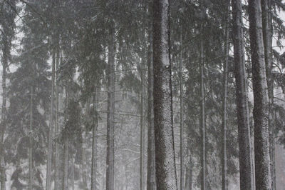 Pine trees in forest during winter