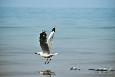 Seagulls flying over arabian sea