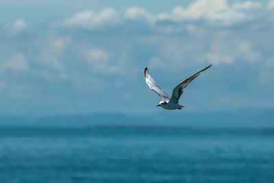 Seagull flying over sea against cloudy sky on sunny day