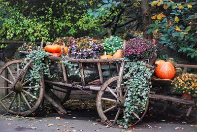 View of pumpkins against orange trees