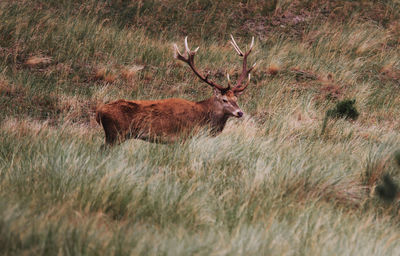 Deer in a field