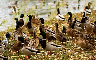 Ducks in a field