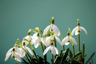 Close up of snowdrops flowers on a green or turquoise background -spring season flowers 