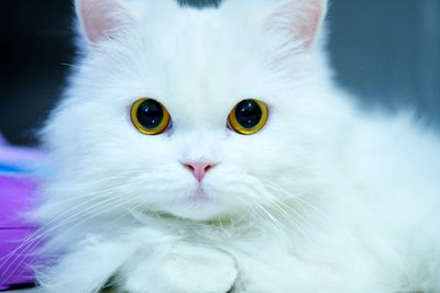 Close-up portrait of a cat