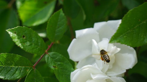 Close-up of bee pollinating on flower