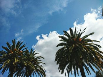 Low angle view of palm trees against blue sky