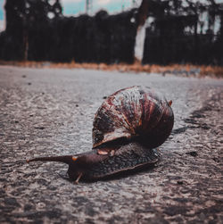 Close-up of snail