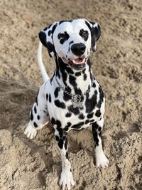 Portrait of a dog