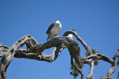 Low angle view of bird perching on branch against blue sky