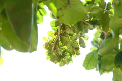 Close-up of leaves on branch