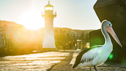 Pelican on the waterfront