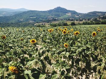 Yellow flowers growing in field