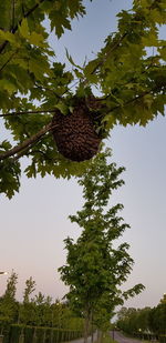 Low angle view of fruits hanging on tree against sky