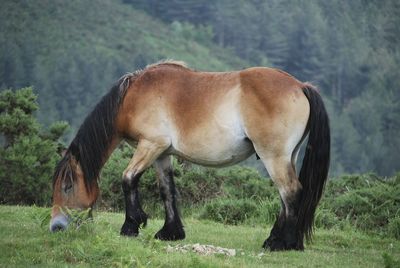 Horse grazing on field