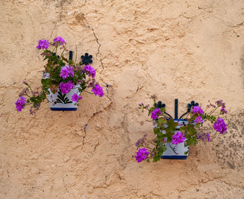 Purple flowering plants against wall
