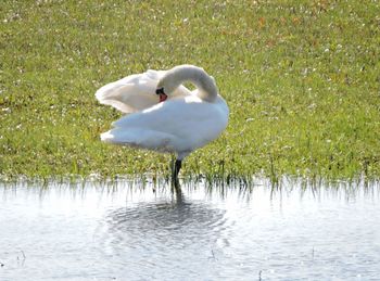 Swan on lake