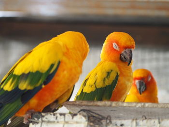 Close-up of parrot