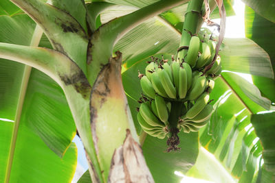 Close-up of banana tree
